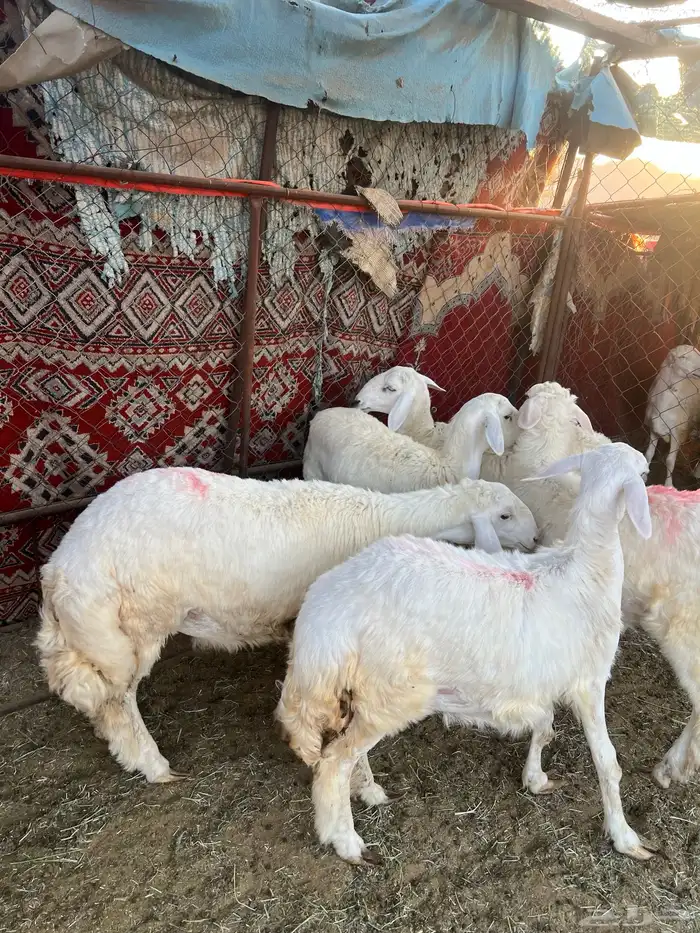 رخال حريات فاخره 1