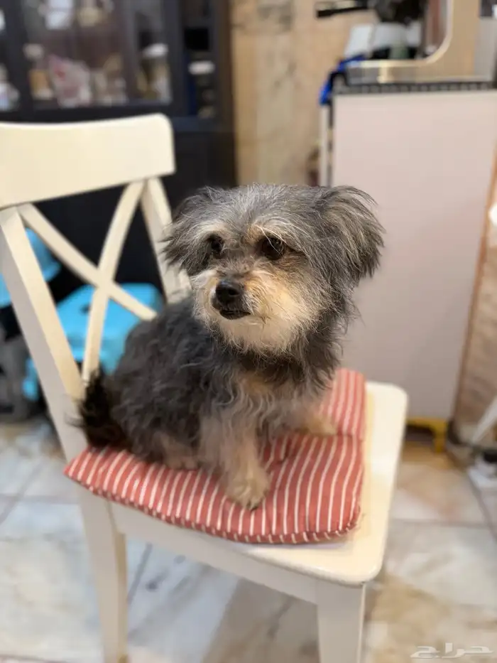 انثى يورك شاير مكس للتبني 0