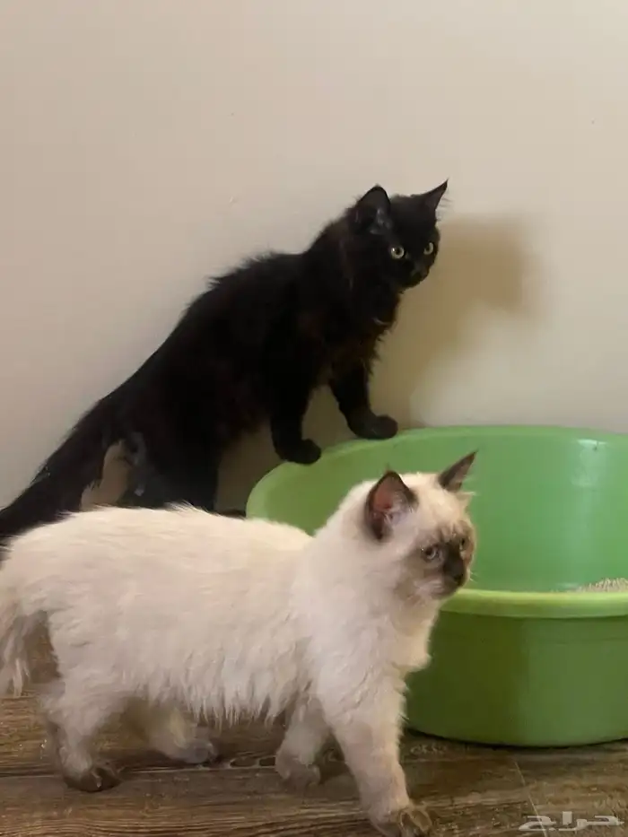 قطط هملايا وشيرازي 3 شهور 0