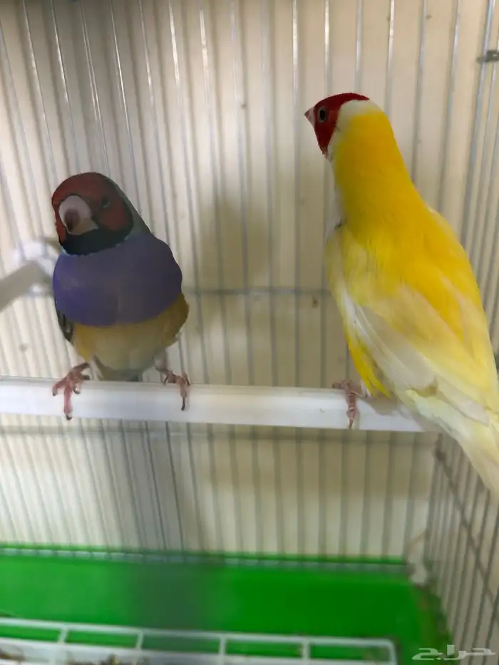 جوز قولدن فنيش 1