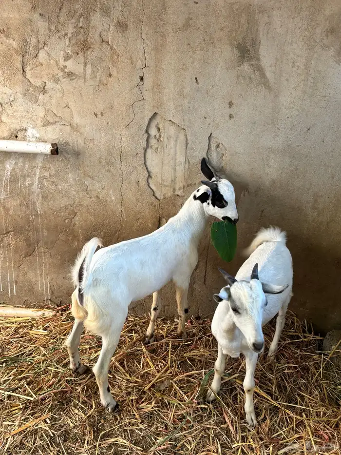 2تيوس ألموقع(بيش) 5