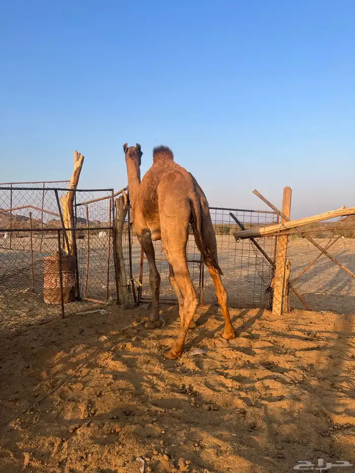 قعود فحل احمر طيب 9