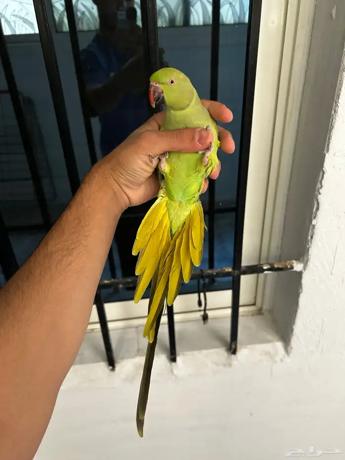 انثى دره اليفه و هدد مزاجي و متكلمه في الوجه 5