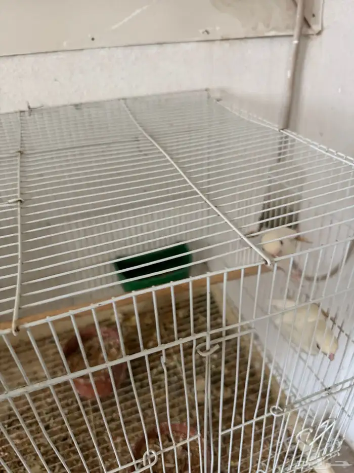 روز البينو عيون حمر 5