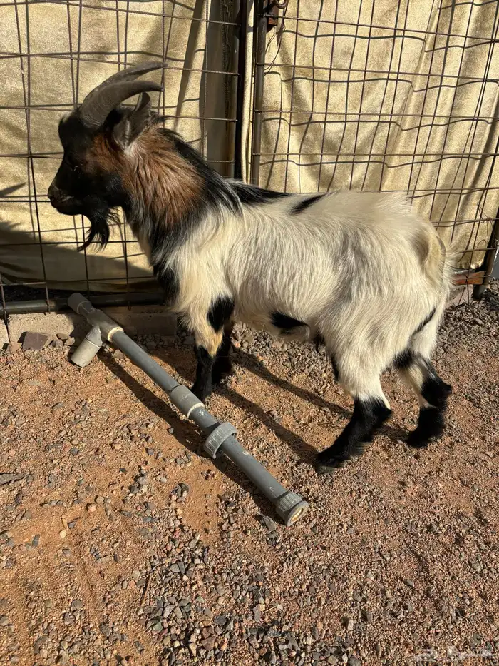 تيس قزم للبيع 1