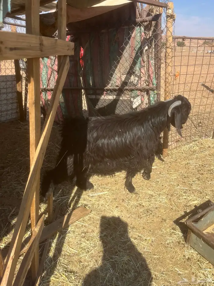 تيوس افحول للبيع مشروطه وطيبه 1