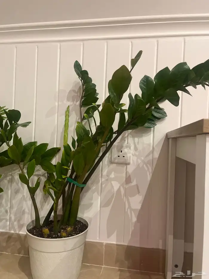 زرعة الزاميا الثلاثة ب خمسمائة ويال 1