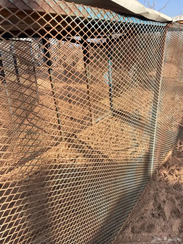 شبوك صندقة قفص دجاج للبيع 0