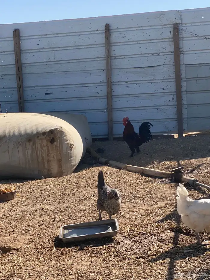 ديوك بلدي للبيع 8