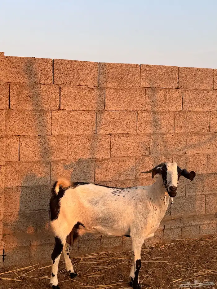 2 معزا دفاع مقاريب ( تم البيع ) 3