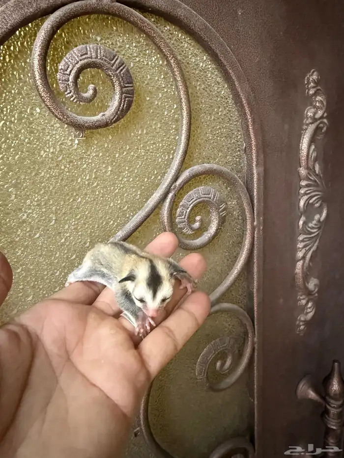 سنجاب طائر 2