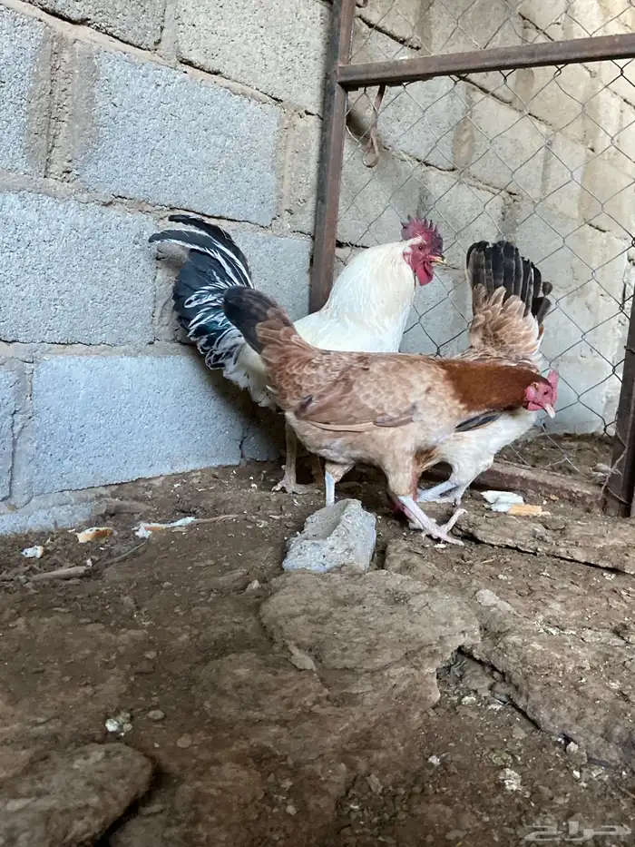 دجاج بلدي للبيع 3