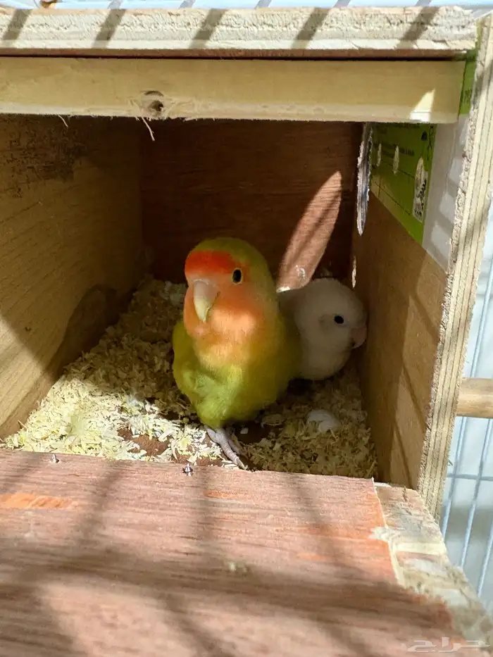 طيور روز للبيع 2