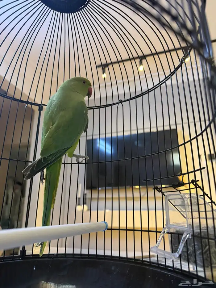 طير دره نظيف وصحته ممتازة للبيع 2