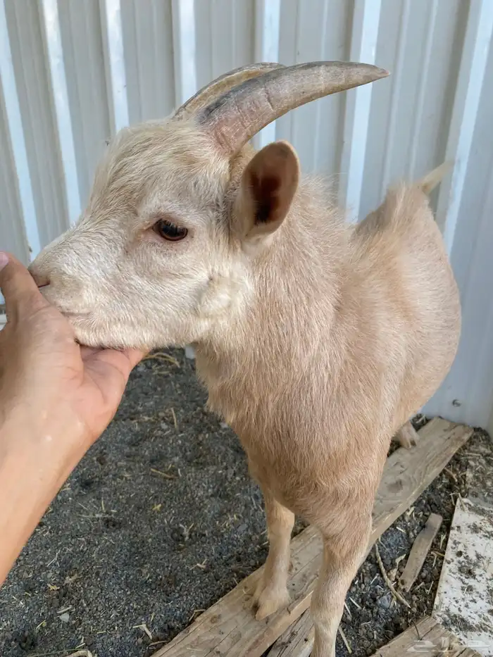 للبيع تيس قزمي 4