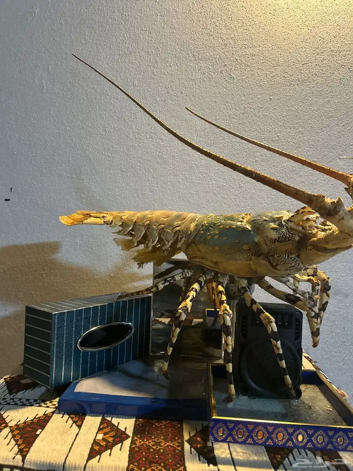 استكوزا كبير محنط 0