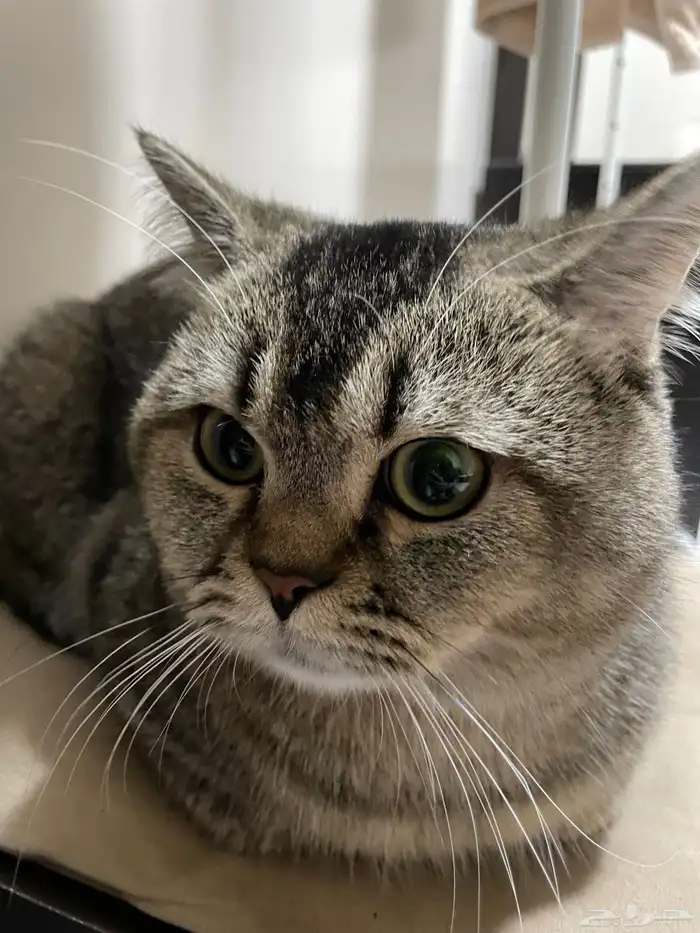 سكوتش للتبني مع اغراضه 1