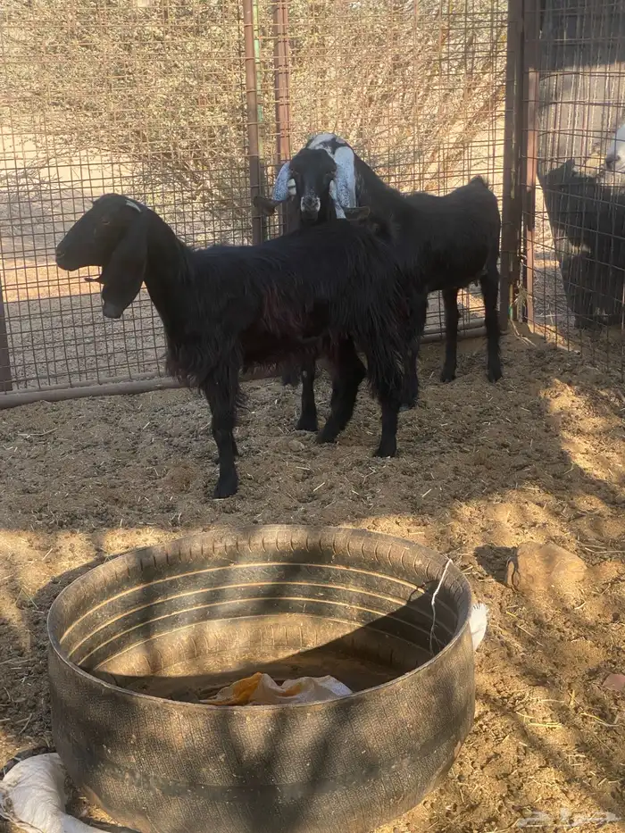 جفار حيل شرط 1