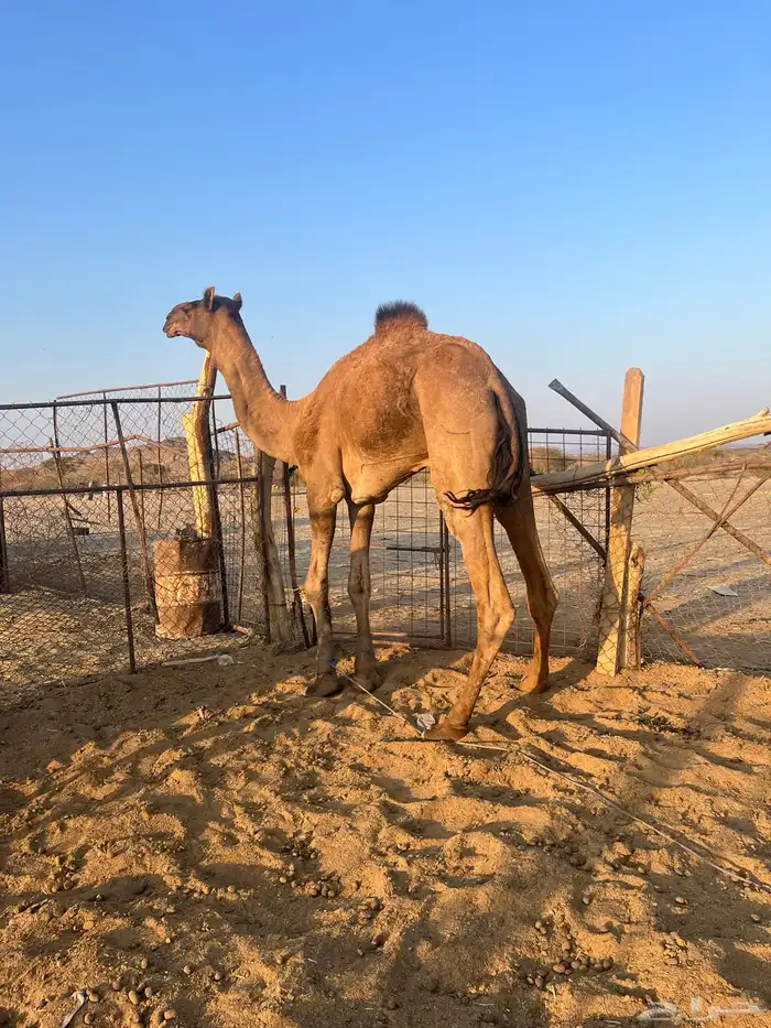 قعود فحل احمر طيب 6