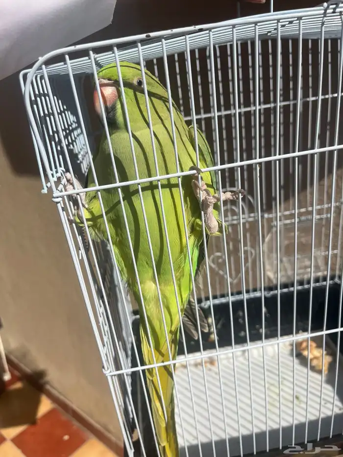 دره اليف هدد 0