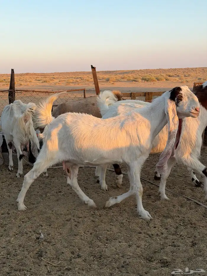 معزاء هولنديات 34