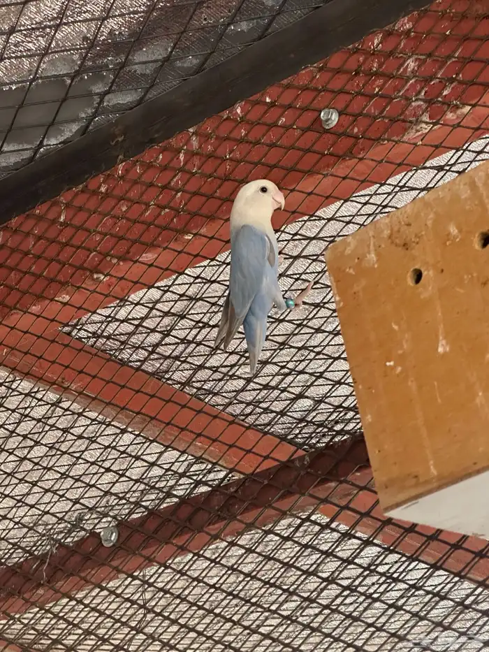 روز عيون حمر منتج 10