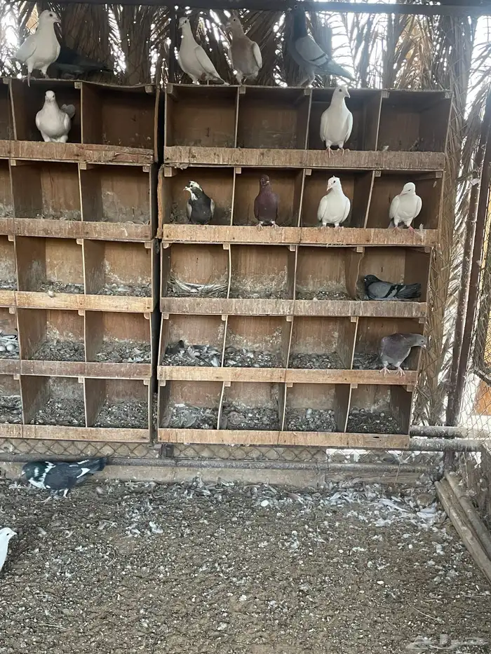 حمام هجين مفروز 40 جوز تقريبا 3