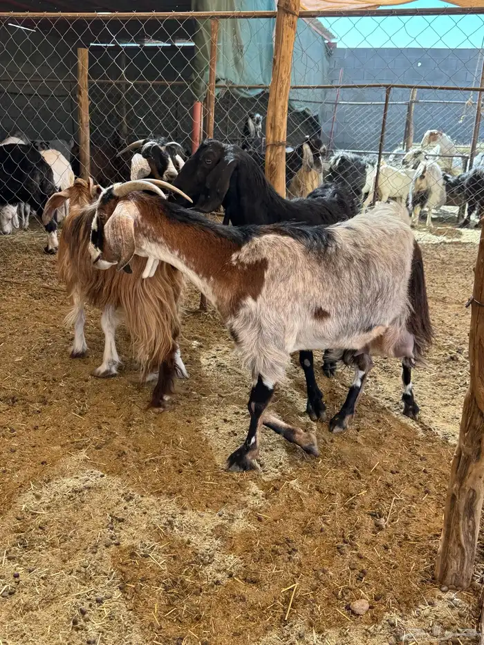 معزا عوارض وحبش مراح واحد من الجذعع للجامع 2