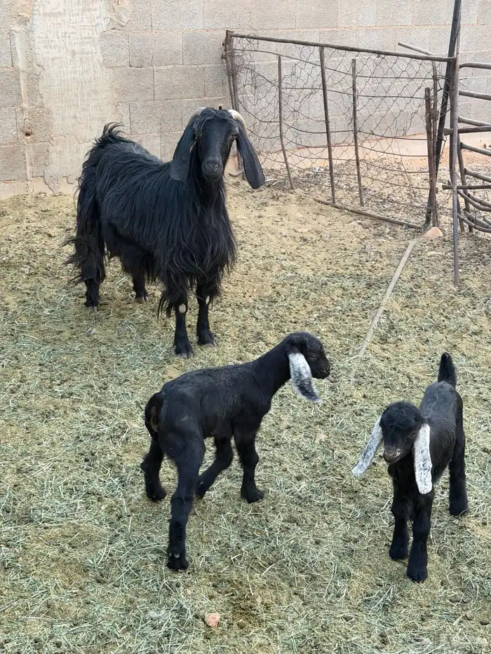 عنز حدرها اثنين تيوس 0