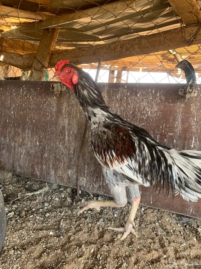 للبيع دجاج باكستاني ثلاث دجاج واحد ديك 4