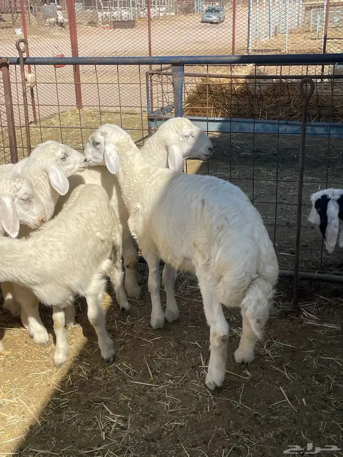 بهم حري وتيوس 9