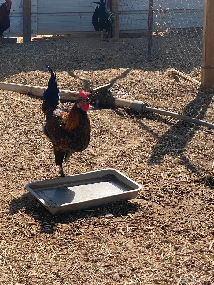 ديوك بلدي للبيع 6