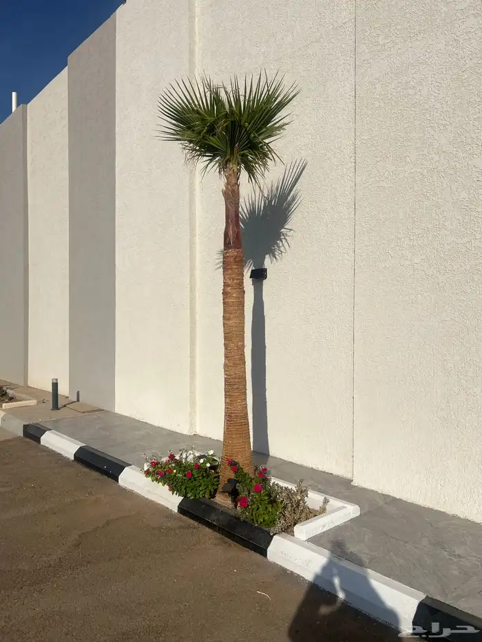 نخل واشنطني 1