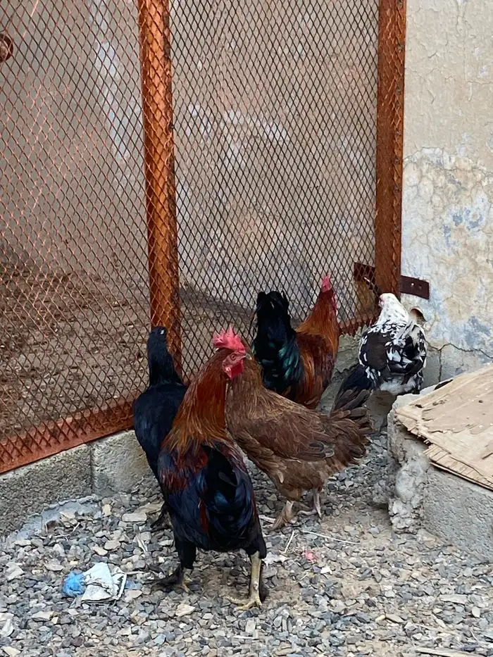 اعرض لكم 10 دجاج 4 دياكه وإنتاج كلها 1