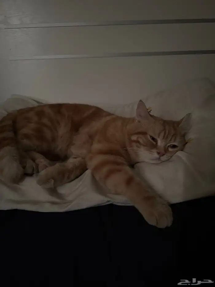 قطي يحتاج تزاوج ضروري 1