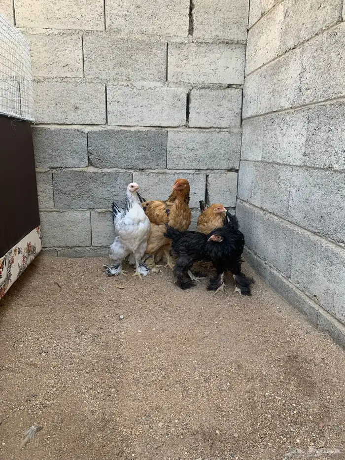 دجاج براهما اصايل 2