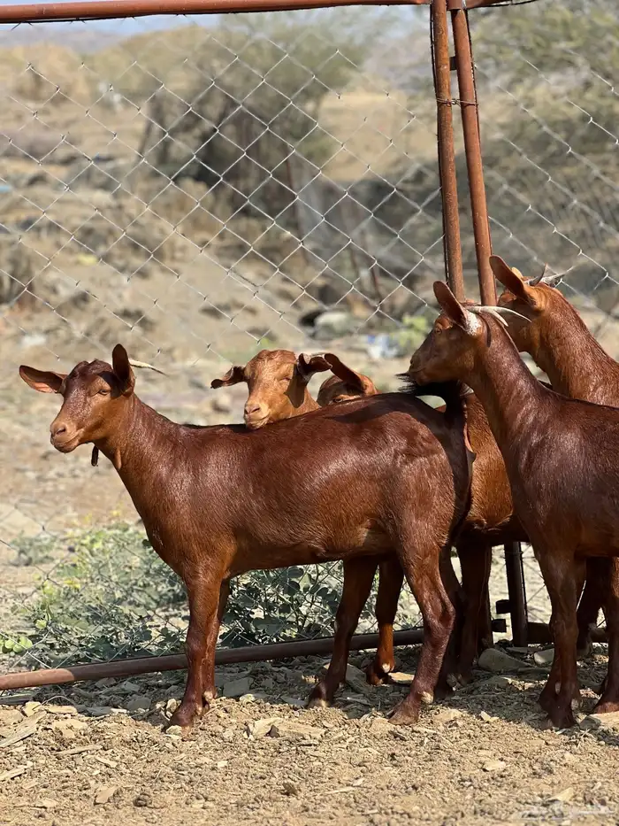 جفار دهم تأسيس مراح 3