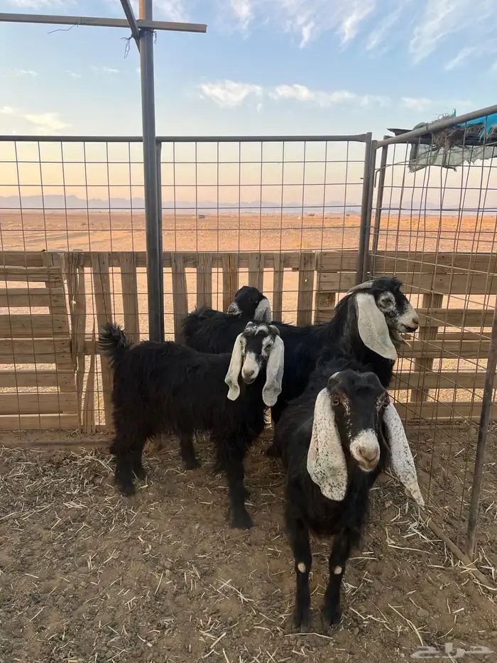 معزاء مضاريع 2