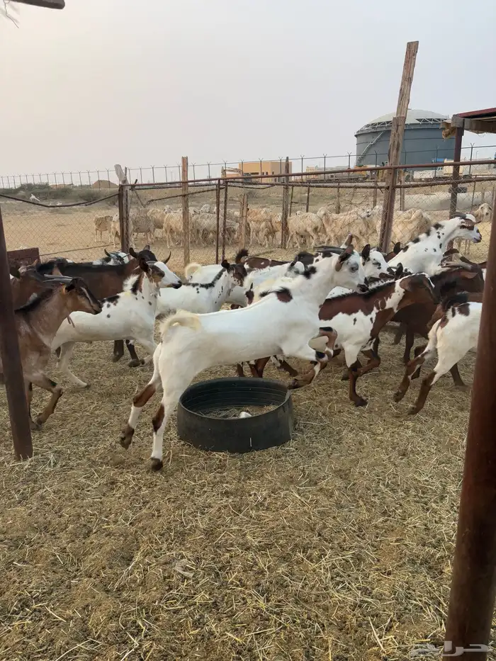 تيوس تربيه 6