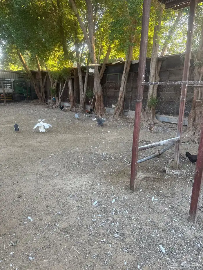 دجاج بلدي اصيل بصحه ممتازه 0