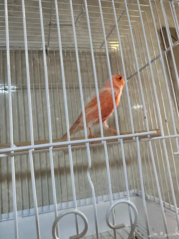 كناري تغريد 2