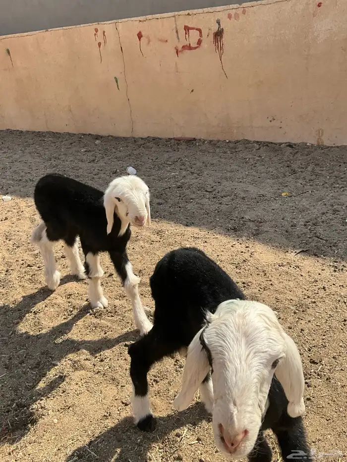 دواغير نجر رخل و خاروف 4