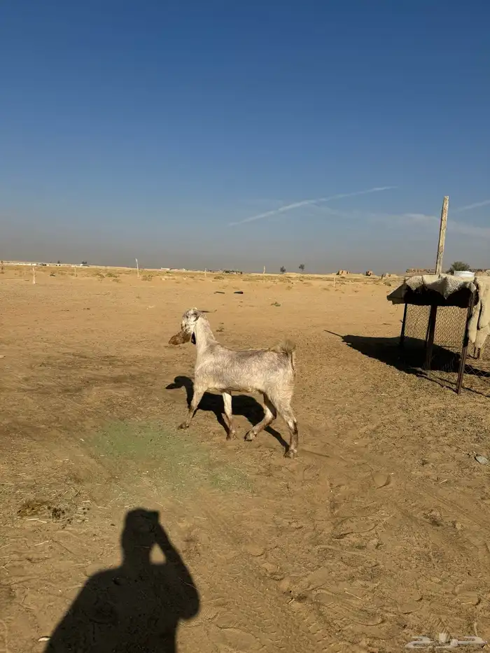 اعرض لكم المعزاء طيبه وحده ثنيه وحده رباع 2