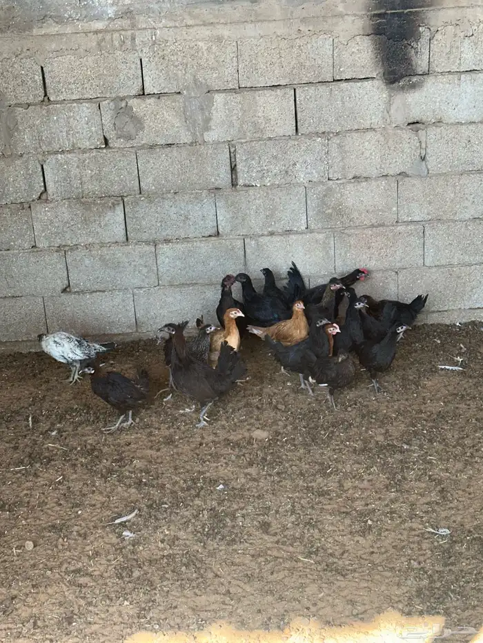 للبيع دجاج بلدي 2