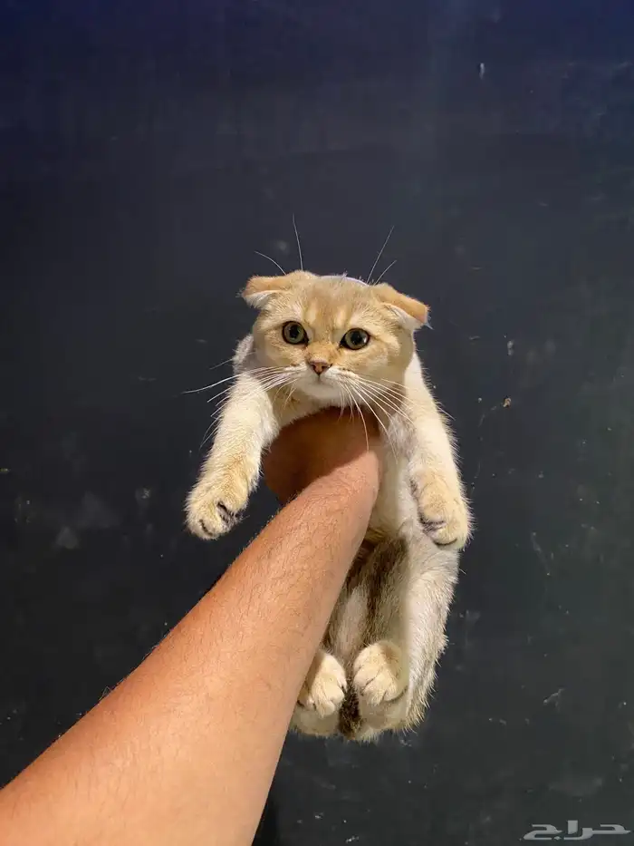 قطط سكوتش فولد 0