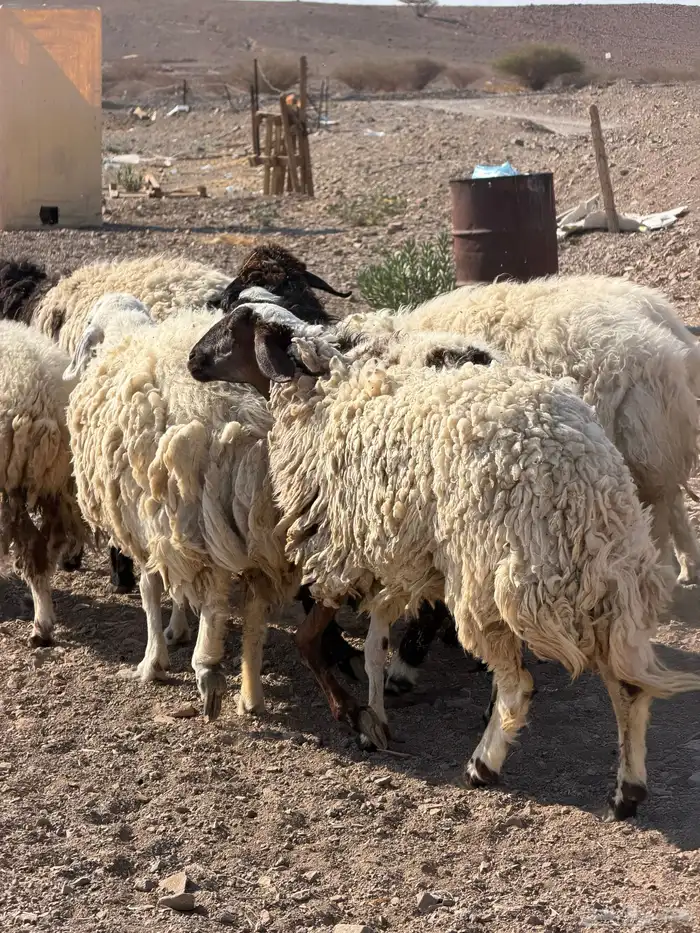 ضان نعيم دفيع بفحلها 15