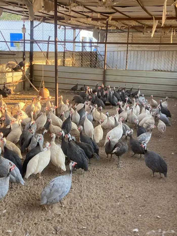 للبيع دجاج حبشي 0