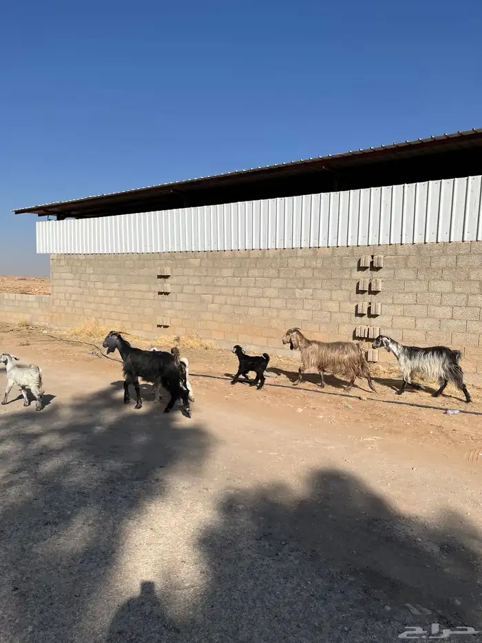 معزا خلفات متابيع مشاريك عوراض شاميه خلفه متبع 0