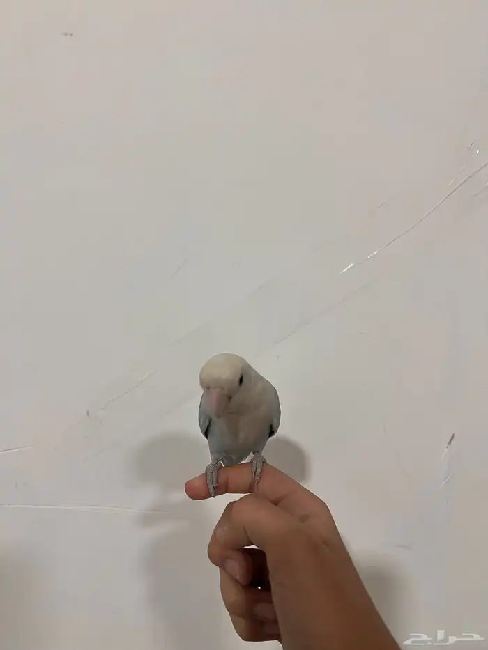 طير رواز (للبيع) 2