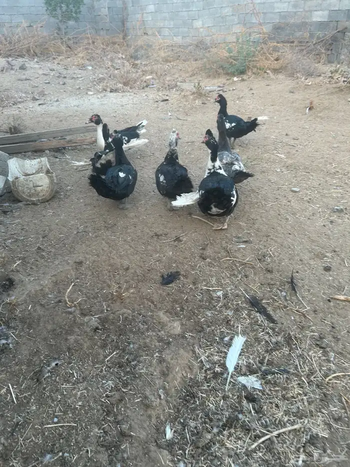 ذكور بط احجام كبيره للبيع مكه الجموم 1